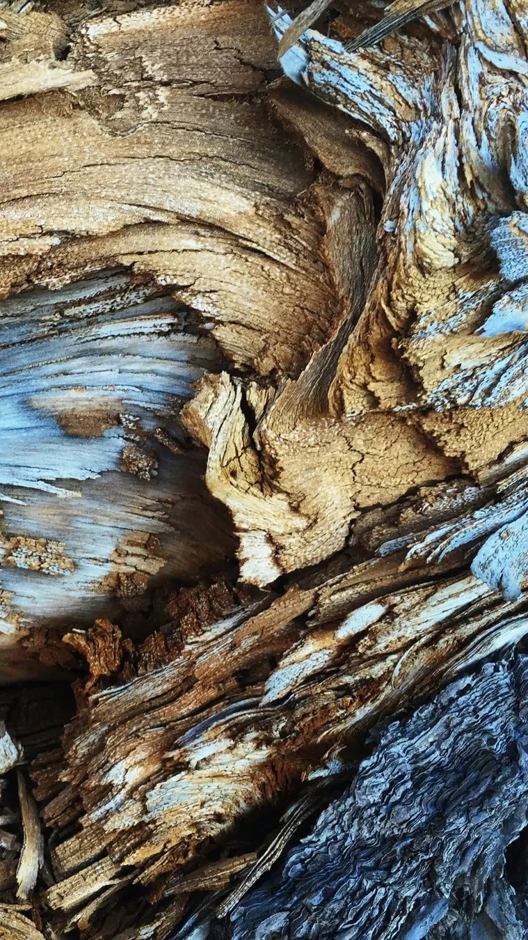 wood texture