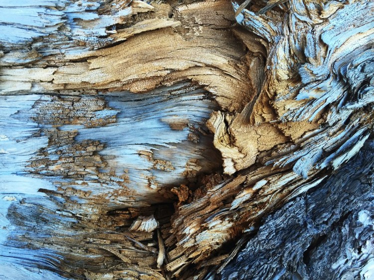 wood texture